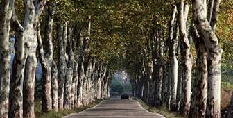 Road Lined with Plane Trees Uzes, Provence, France photo