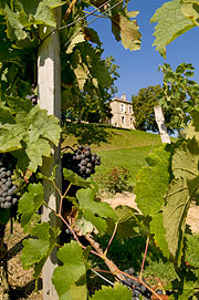 Vignes du Chteau Robin