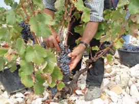 LE TRAVAIL DE LA VIGNE