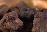 Black truffles of France